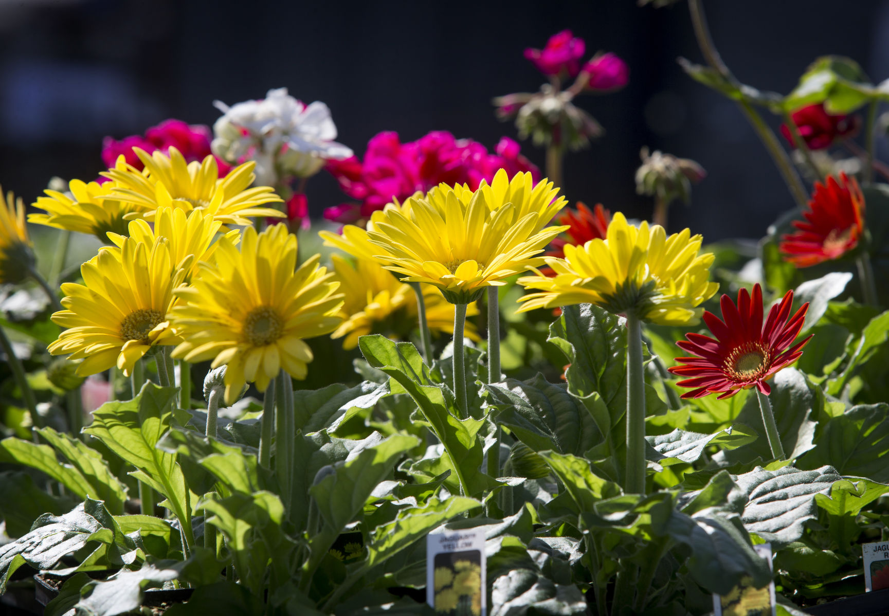 04162019BZWSavMartGardenCenter05JPG.JPG